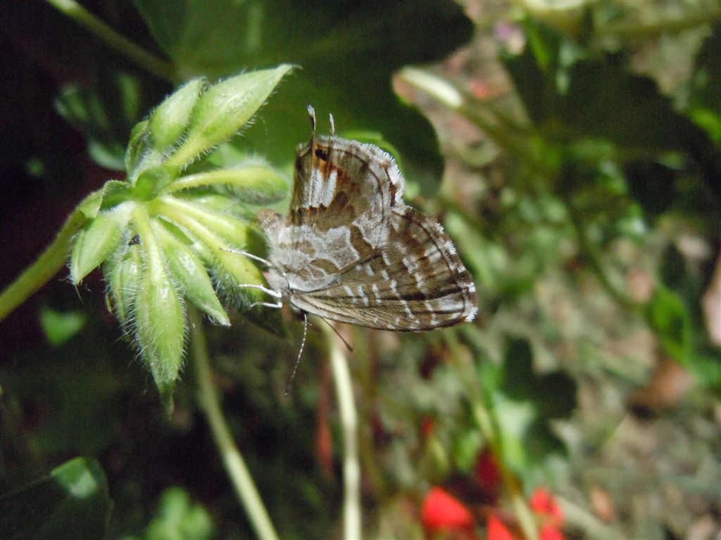 Cacyreus marshalli?